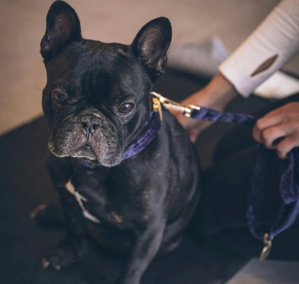macro photography of black bulldog